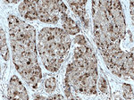 PBK Antibody in Immunohistochemistry (Paraffin) (IHC (P))