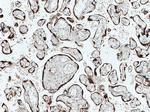 PBK Antibody in Immunohistochemistry (Paraffin) (IHC (P))