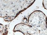 PBK Antibody in Immunohistochemistry (Paraffin) (IHC (P))