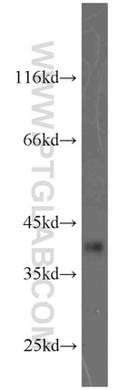 PBK Antibody in Western Blot (WB)