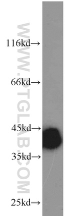 PBK Antibody in Western Blot (WB)