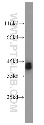 PBK Antibody in Western Blot (WB)