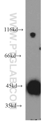 COPG2 Antibody in Western Blot (WB)