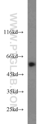 LPCAT1 Antibody in Western Blot (WB)