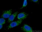 MTHFD1L Antibody in Immunocytochemistry (ICC/IF)