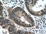 TAF11 Antibody in Immunohistochemistry (Paraffin) (IHC (P))