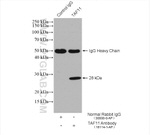 TAF11 Antibody in Immunoprecipitation (IP)