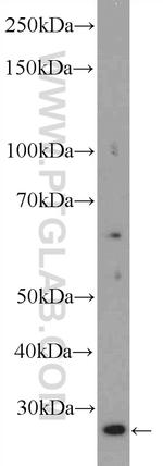 TAF11 Antibody in Western Blot (WB)