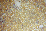 PPP1R8 Antibody in Immunohistochemistry (Paraffin) (IHC (P))