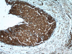 EIF4A2 Antibody in Immunohistochemistry (Paraffin) (IHC (P))