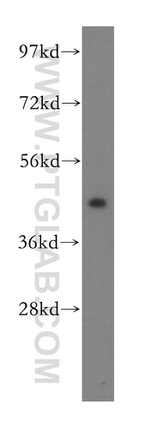 EIF4A2 Antibody in Western Blot (WB)