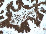 EIF4A2 Antibody in Immunohistochemistry (Paraffin) (IHC (P))