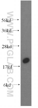 NAT13 Antibody in Western Blot (WB)