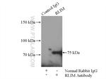 RLIM Antibody in Immunoprecipitation (IP)