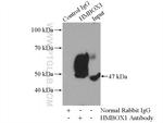 HMBOX1 Antibody in Immunoprecipitation (IP)