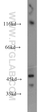 HMBOX1 Antibody in Western Blot (WB)