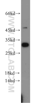 PGAM1 Antibody in Western Blot (WB)