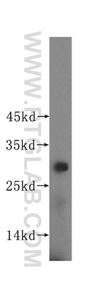 PGAM1 Antibody in Western Blot (WB)