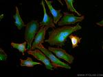 NXN Antibody in Immunocytochemistry (ICC/IF)