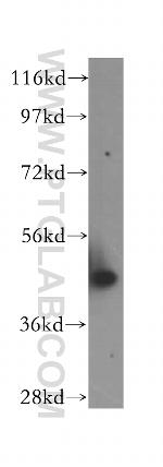 NXN Antibody in Western Blot (WB)