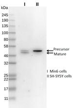 NXN Antibody in Western Blot (WB)