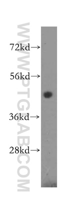 NXN Antibody in Western Blot (WB)