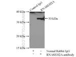 RNASEH2A Antibody in Immunoprecipitation (IP)