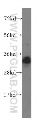 RNASEH2A Antibody in Western Blot (WB)