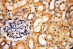 MUL1 Antibody in Immunohistochemistry (Paraffin) (IHC (P))