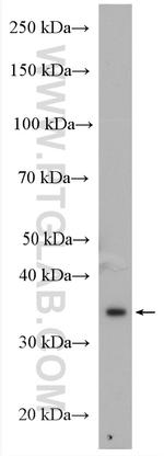 MUL1 Antibody in Western Blot (WB)