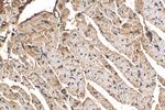 ITPA Antibody in Immunohistochemistry (Paraffin) (IHC (P))