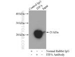 ITPA Antibody in Immunoprecipitation (IP)