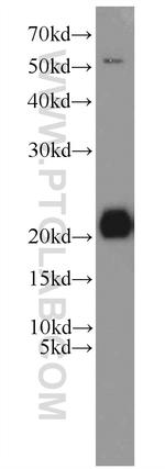 ITPA Antibody in Western Blot (WB)