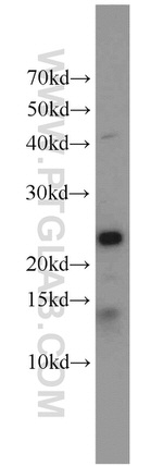 ITPA Antibody in Western Blot (WB)