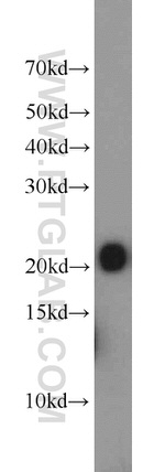 ITPA Antibody in Western Blot (WB)