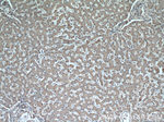 MRPS18B Antibody in Immunohistochemistry (Paraffin) (IHC (P))