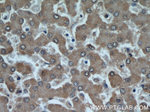 MRPS18B Antibody in Immunohistochemistry (Paraffin) (IHC (P))