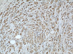 MRPS18B Antibody in Immunohistochemistry (Paraffin) (IHC (P))