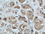 MRPS18B Antibody in Immunohistochemistry (Paraffin) (IHC (P))