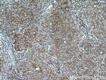 MRPS18B Antibody in Immunohistochemistry (Paraffin) (IHC (P))