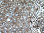 MRPS18B Antibody in Immunohistochemistry (Paraffin) (IHC (P))