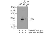 MRPS18B Antibody in Immunoprecipitation (IP)