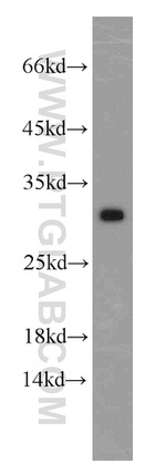 MRPS18B Antibody in Western Blot (WB)