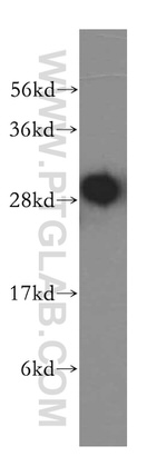 MRPS18B Antibody in Western Blot (WB)