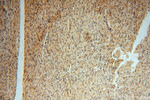 ATP6V1G1 Antibody in Immunohistochemistry (Paraffin) (IHC (P))