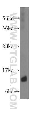 ATP6V1G1 Antibody in Western Blot (WB)