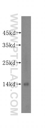 ATP6V1G1 Antibody in Western Blot (WB)