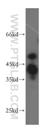 POLR1E Antibody in Western Blot (WB)