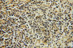 SMYD1 Antibody in Immunohistochemistry (Paraffin) (IHC (P))