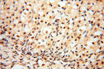 SMYD1 Antibody in Immunohistochemistry (Paraffin) (IHC (P))